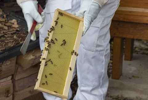 Close up of Bees on a brood frame Foto stock