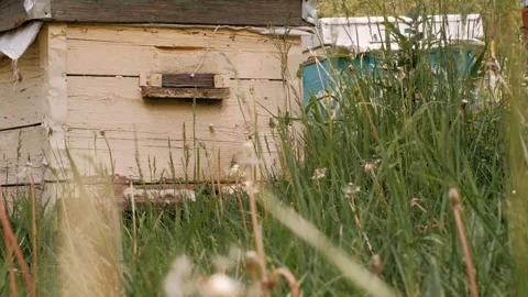 Close-up of bees climbing into the hive in spring Stock Footage 264726761