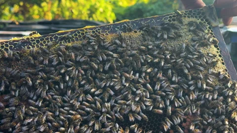 Close-up of bees clustering on a honeycomb frame in Mộc Châu, Vietnam. Video stock 312202577