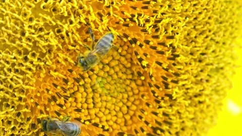 Close-up of bees collecting honey Vídeo Stock 258223832