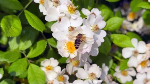 Close-up of bees collecting nectar from blooming white wild rose flowers 動画素材 337408099