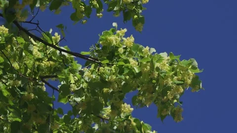 Close up of bees collecting nectar in blossoms of a silver linden tree, also Stock Footage 262254383