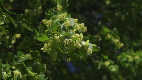 Close up of bees collecting nectar in blossoms of a silver linden tree, also Stock Footage 262830778