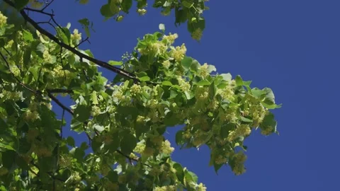 Close up of bees collecting nectar in blossoms of a silver linden tree, also Stock Footage 262831107