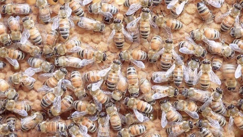 Close-up of bees on a comb Stock Footage 109605826
