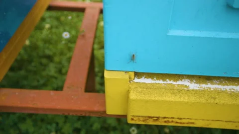 Close-up of bees that come out of the hive. Industrial beekeeping. Stock Footage 143744252