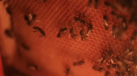 Close-up bees convert nectar into honey, and cover it in the comb Vídeos de archivo 61286257