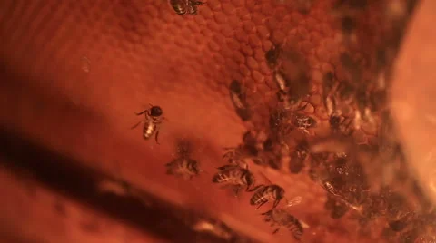 Close-up bees convert nectar into honey, and cover it in the comb Vidéo 61286413