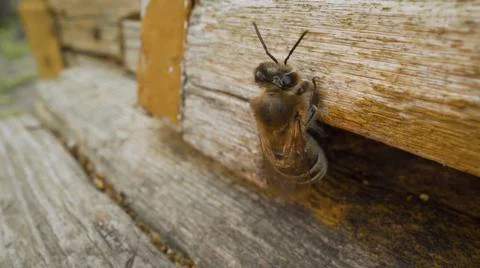 Close-up of the bees crawling. Bees and beehive and bee. Bees crawling out of a Stock Photos