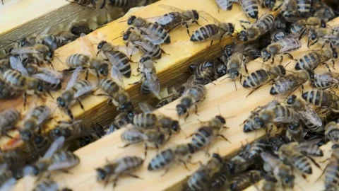 Close-up of bees crawling on the hive, slow motion Stock Footage 300765015