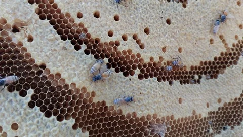 Close up of bees crawling on a honeycomb inside the beehive Video stock 335566723