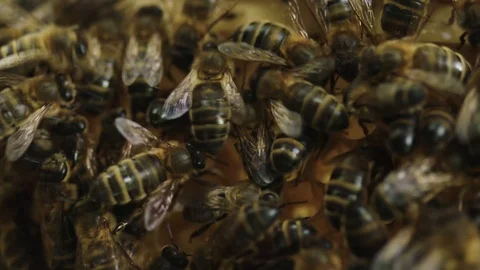 Close up of bees crawling over honey combs Video stock 123841454
