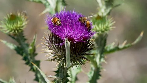 Close up of bees digging for pollen on a thistle Video stock 336876956