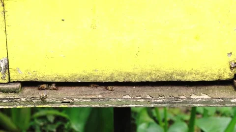 Close-up of bees entering and exiting a dilapidated yellow beehive Stock Footage 346522130