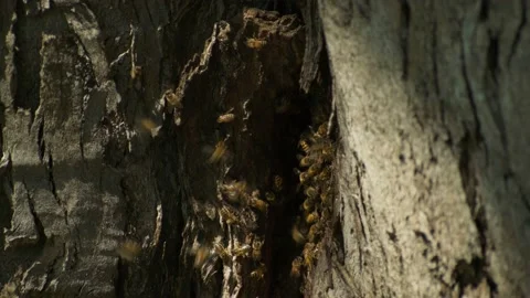 Close up of Bees entering hive tree hole HD 4k Stock Footage 161220656