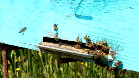 Close up of bees entering their blue hive for daily tasks Stock Footage 215090579