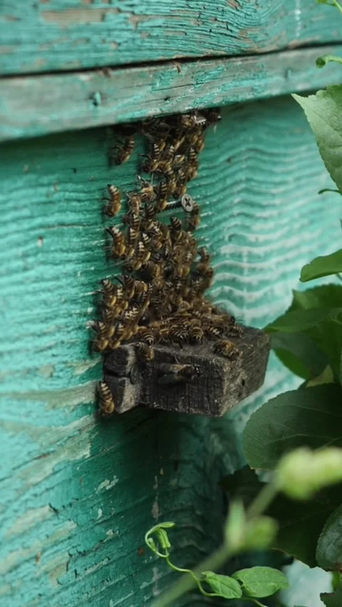 Close-up of bees flies in and out of gap in wooden hive. Honey bees fly Video stock 338338014