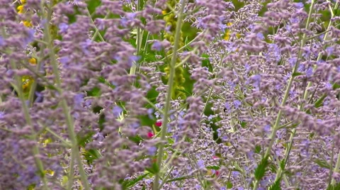 Close up bees in flowers Stock Footage 42221007