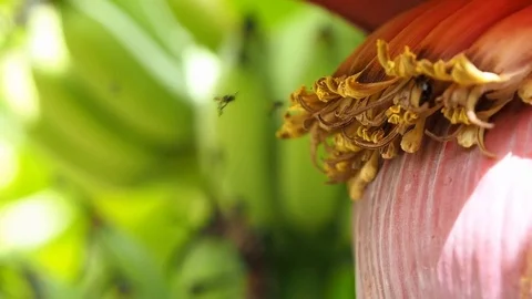 Close up bees  fly to collect sweet nectar from banana flowers Stock Footage 77756038