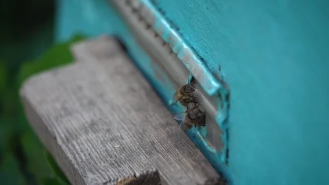 Close-up bees fly out of apiary 動画素材 107970199