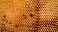 Close Up Of Bees Flying Above The  Golden Honeycomb Full Of Nectar Stock Footage