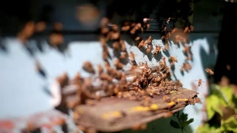 Close up of bees flying in and Out of their hives. Stock Footage 82229923