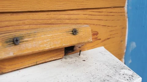 Close up bees flying in and out of a hive Stock Footage 279465865