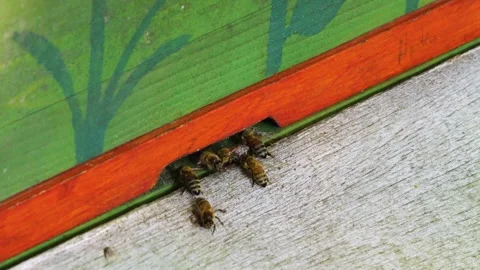 Close up bees flying Video stock 260387556