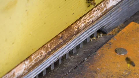 Close up of bees flying into hive Stock Footage 124548729
