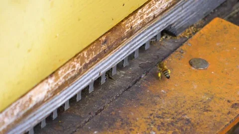 Close up of bees flying into hive Video stock 124549044