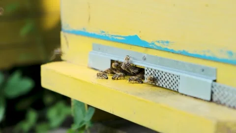Close-up of bees flying out of the hive Stock Footage 300765105