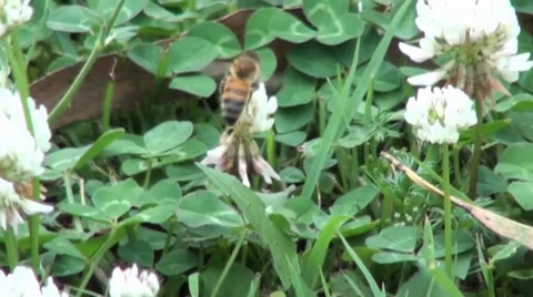 Close up of bees Stock Footage 8827706