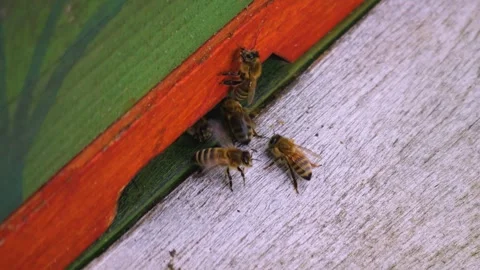 Close up of bees  Stock Footage 242181989