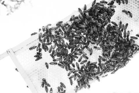 Close up of bees on a frame B&amp;W high contrast 写真素材