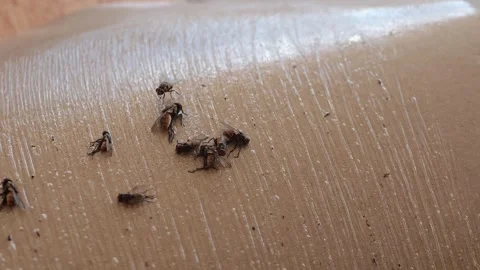 Close up of bees gathering on smooth surface showcasing intricate patterns and Stock Footage 344826691
