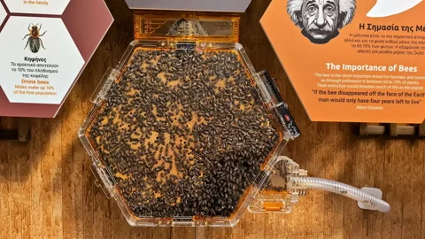 Close-up of bees in a hive emphasizing the importance of bees for the Stock Footage 304103190