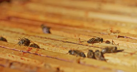 Close-Up of Bees in Hive Stock Footage 275588444