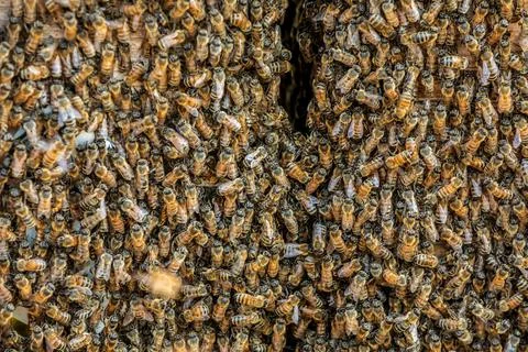 Close up of bees on hive honeycomb. bees gather on beehive. Stock Photos