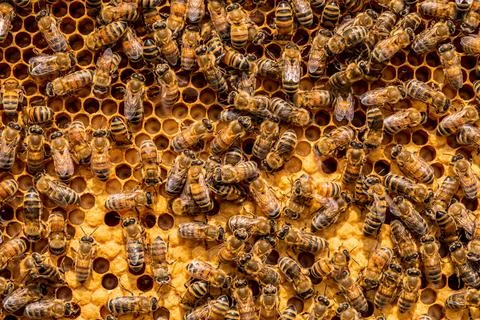 Close up of bees on hive honeycomb. Stock Photos