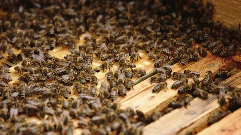 Close up of bees on honeycomb Stock Footage 133726068