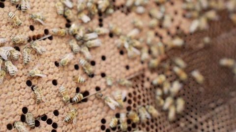 Close-Up of Bees on a Honeycomb Frame in a Beehive Stock Footage 328525711