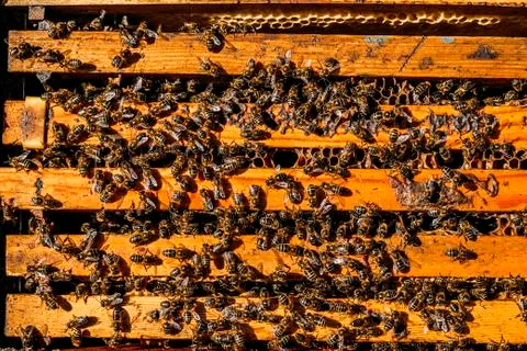 Close-up of bees on honeycomb. Stock Photos