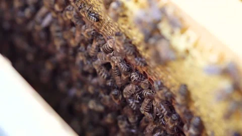 Close up of bees inside abeehive. Beekeeping concept. 库存影片 136234393