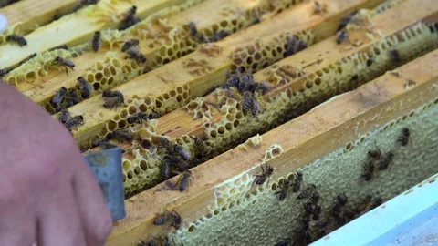 Close up bees inside abeehive. Beekeeping concept. Bees and wooden background. Stock Footage 136234655