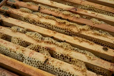 Close up of bees inside beehiveworking on frames Foto stock