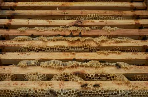 Close up of bees inside beehiveworking on frames Stock Photos