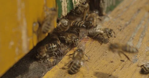 Close up on Bees inside the hive in slow motion Stock Footage 117544810