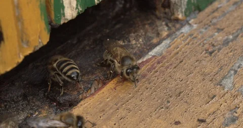 Close up on Bees inside the hive in slow motion 스톡 동영상 117550119