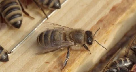 Close up on Bees inside the hive in slow motion 스톡 동영상 117551780
