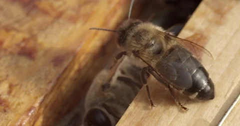 Close up on Bees inside the hive in slow motion Stock Footage 117552498